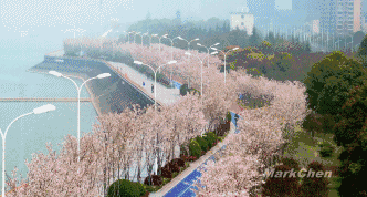 开元体育杭州：最美塑胶跑道有2000株樱花相伴美翻了！(图1)