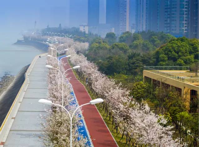 开元体育杭州：最美塑胶跑道有2000株樱花相伴美翻了！(图2)